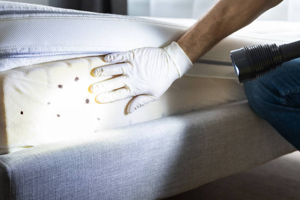 Best Wasp Removal Services  in Galva, IL